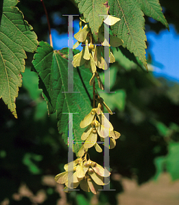 Picture of Acer ukurunduense '~Species'