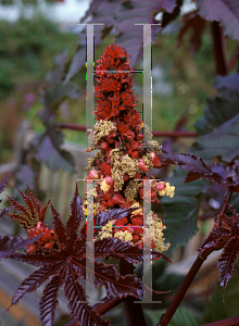 Picture of Ricinus communis 'Impala'