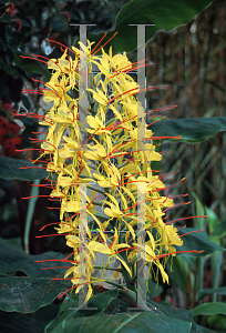 Picture of Hedychium gardnerianum 