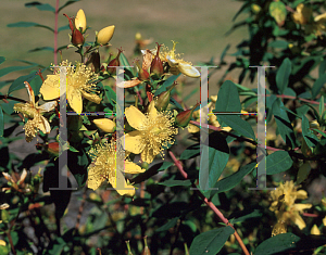 Picture of Hypericum acmosepalum 