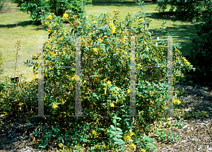 Picture of Hypericum acmosepalum 