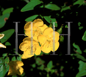 Picture of Hypericum forrestii 