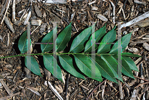 Picture of Sapindus drumondii 