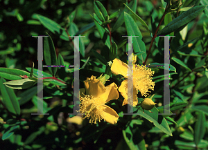 Picture of Hypericum monogynum 