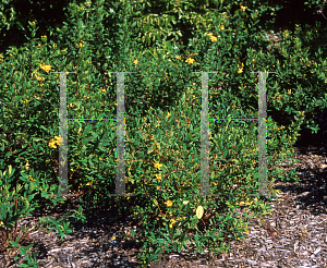 Picture of Hypericum monogynum 