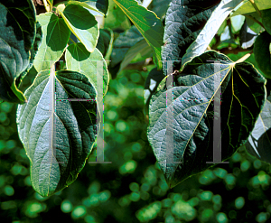 Picture of Idesia polycarpa 