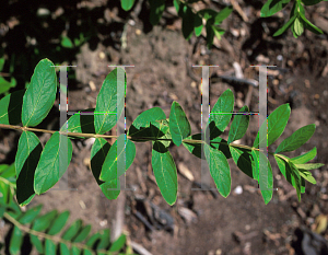 Picture of Hypericum xylosteifolium 