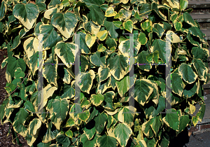 Picture of Hedera colchica 'Dentata Variegata'