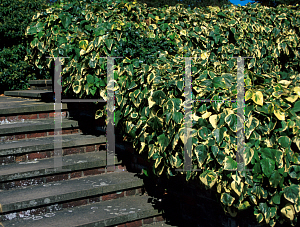 Picture of Hedera colchica 'Dentata Variegata'