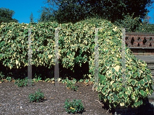 Picture of Hedera colchica 'Dentata Variegata'