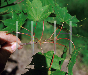 Picture of Acer mono ssp. okamotoanum 