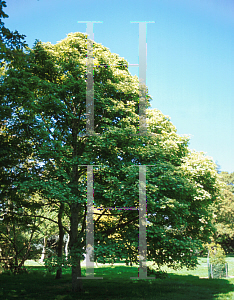 Picture of Acer pseudoplatanus 'Brilliantissimum'