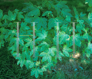 Picture of Acer pseudoplatanus 'Brilliantissimum'