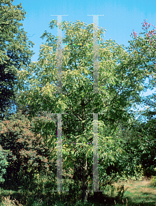 Picture of Toxicodendron vernicifluum 