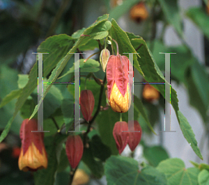 Picture of Abutilon x hybridum 'Kentish Belle'