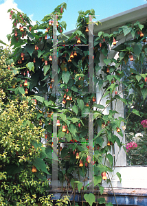 Picture of Abutilon x hybridum 'Kentish Belle'