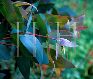 Picture of Eucalyptus nitens 