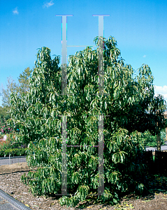 Picture of Prunus x 'StarkDelicious'