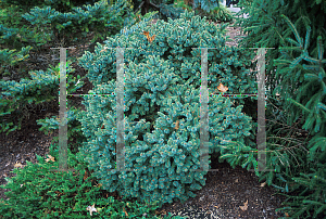 Picture of Picea glauca 'Cecilia'