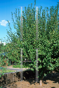 Picture of Prunus x 'Starking'