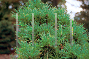 Picture of Pinus strobus 'Macopin'