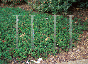 Picture of Arctostaphylos uva-ursi 'Massachusetts'