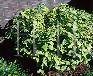 Picture of Rhodotypos scandens 