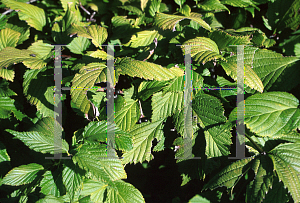 Picture of Rhodotypos scandens 