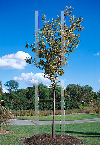 Picture of Zelkova serrata 