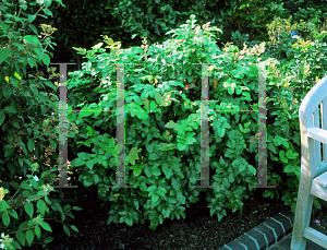 Picture of Mahonia repens 