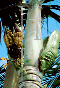 Picture of Pseudophoenix sargentii 