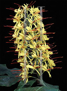 Picture of Hedychium gardnerianum 