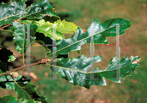 Picture of Quercus castaneifolia 