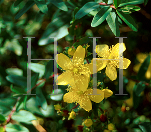 Picture of Hypericum acmosepalum 