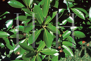 Picture of Quercus acuta 