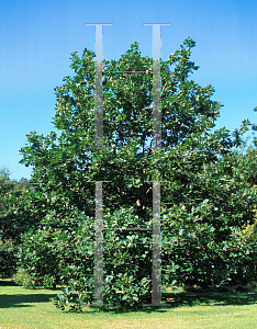 Picture of Quercus macranthera 