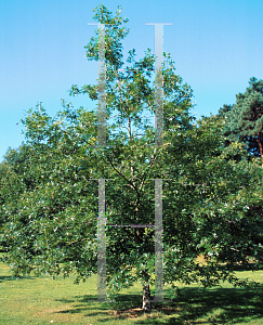 Picture of Quercus ellipsoidalis 