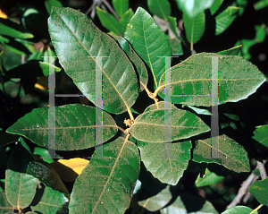 Picture of Lithocarpus densiflorus 