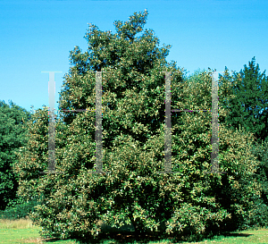 Picture of Lithocarpus densiflorus 