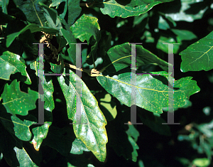 Picture of Quercus x turneri 