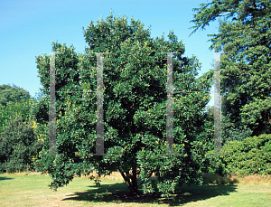 Picture of Quercus x turneri 