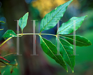 Picture of Fraxinus ornus 