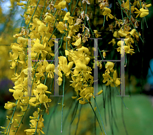 Picture of Genista aetnensis 