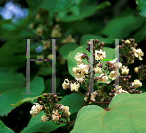 Picture of Catalpa ovata 