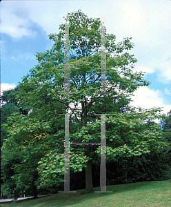 Picture of Catalpa ovata 