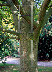 Picture of Catalpa ovata 