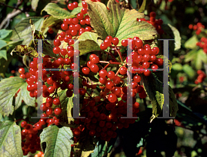 Picture of Viburnum opulus var. calvescens 