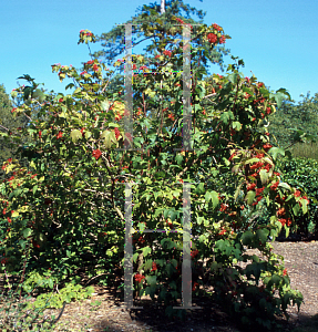 Picture of Viburnum opulus var. calvescens 