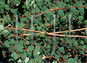 Picture of Symphoricarpos microphyllus 