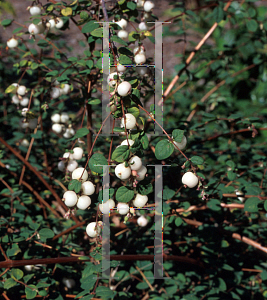 Picture of Symphoricarpos microphyllus 